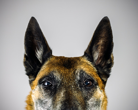 Jack Russell Terrier breed dog front and side view on a black background