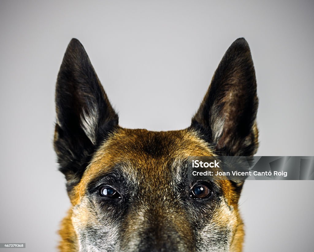 Belgian Sheperd Malinois dog looking at camera with suspicious expression. Dog Stock Photo