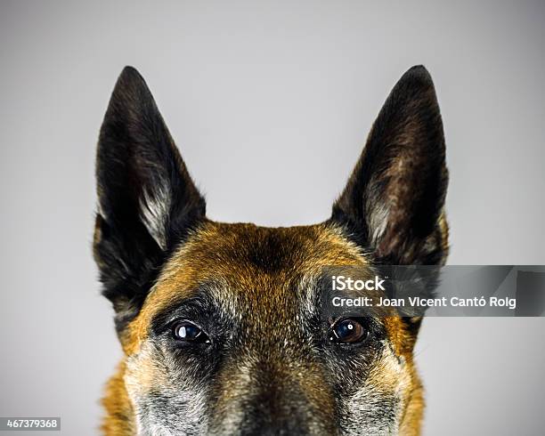 Belgian Sheperd Malinois Dog Looking At Camera With Suspicious Expression Stock Photo - Download Image Now
