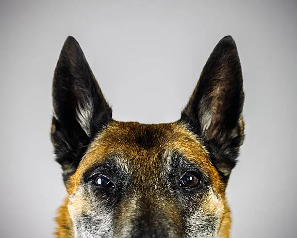 Belgian Sheperd Malinois dog looking at camera with suspicious expression.