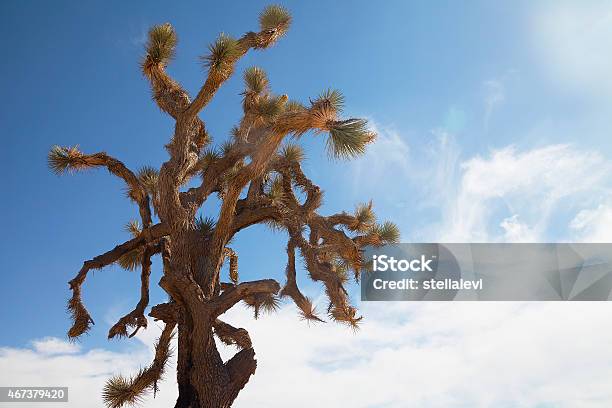Joshua Tree Stock Photo - Download Image Now - California, Lancaster - California, 2015