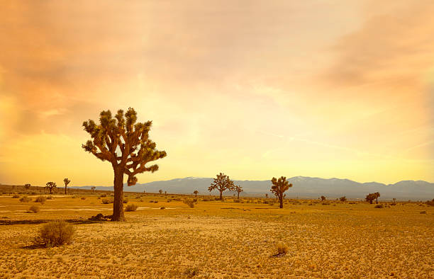 This is a wide angle of a dead tree in the desert landscape of Utah in Western USA on a summer day.