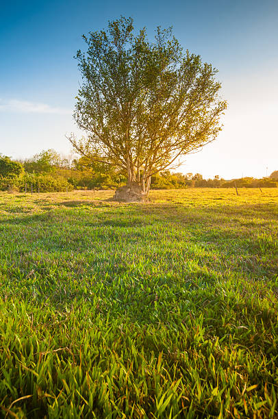 istock Morning Sun Shining through the Blooming Tree 467379446