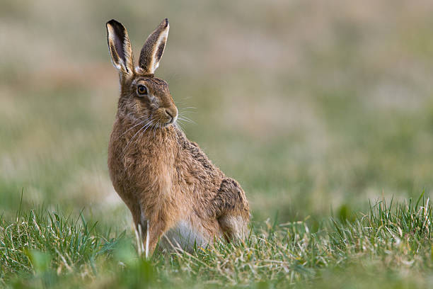 European Hare stock photo