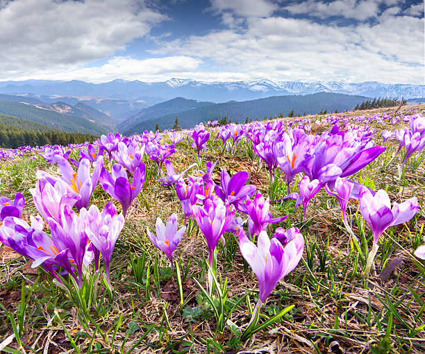 istock Blossom of crocuses at spring in the mountains 467379773