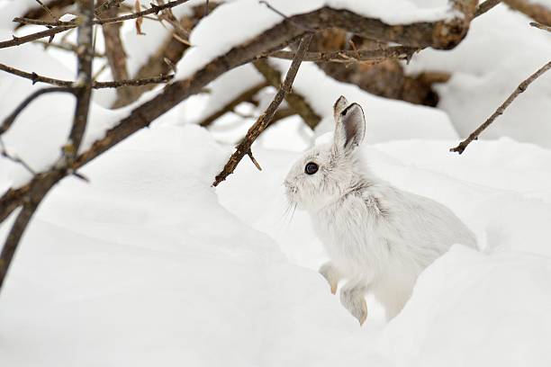 white hare stock photo