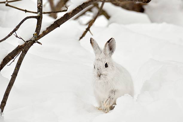 white hare stock photo