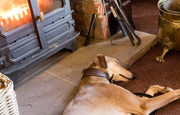 Lurcher  by the fire stock photo