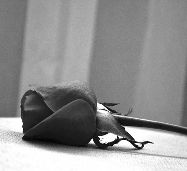 istock Beautiful rose captured with natural light, black and white 467381880