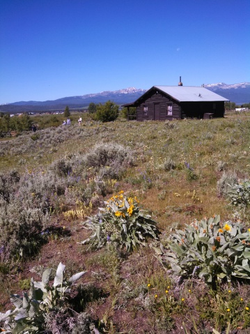 This is a vertical, color photograph of a cabin in West Yellowstone Montana. The foreground is filled with green sage brush. Snow capped mountains and sky are visible in the background