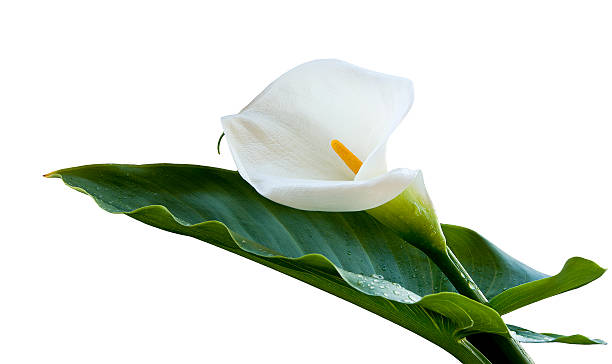 fiore calla - lily calla lily flower single flower foto e immagini stock