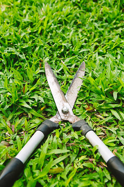 istock Scissors to cut the grass on green grass 467385422