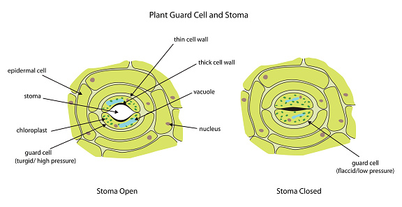 Guard Cells Def Plant Guard Cells With Stoma Fully Labeled Stock Illustration ...