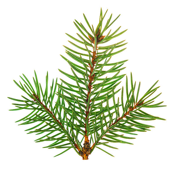 istock Christmas tree branch, isolated on white background 467391812