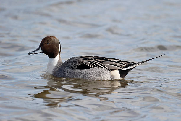 istock Northern pintail, Anas acuta, 467391962