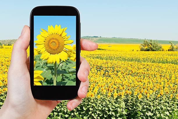 istock taking photo sunflower fileld under blue sky 467392136