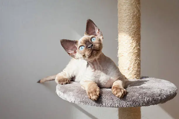 nice kitten with blue eyes