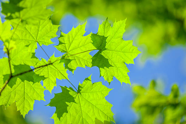 istock Bright colorful leaves on the branches used as background 467393843