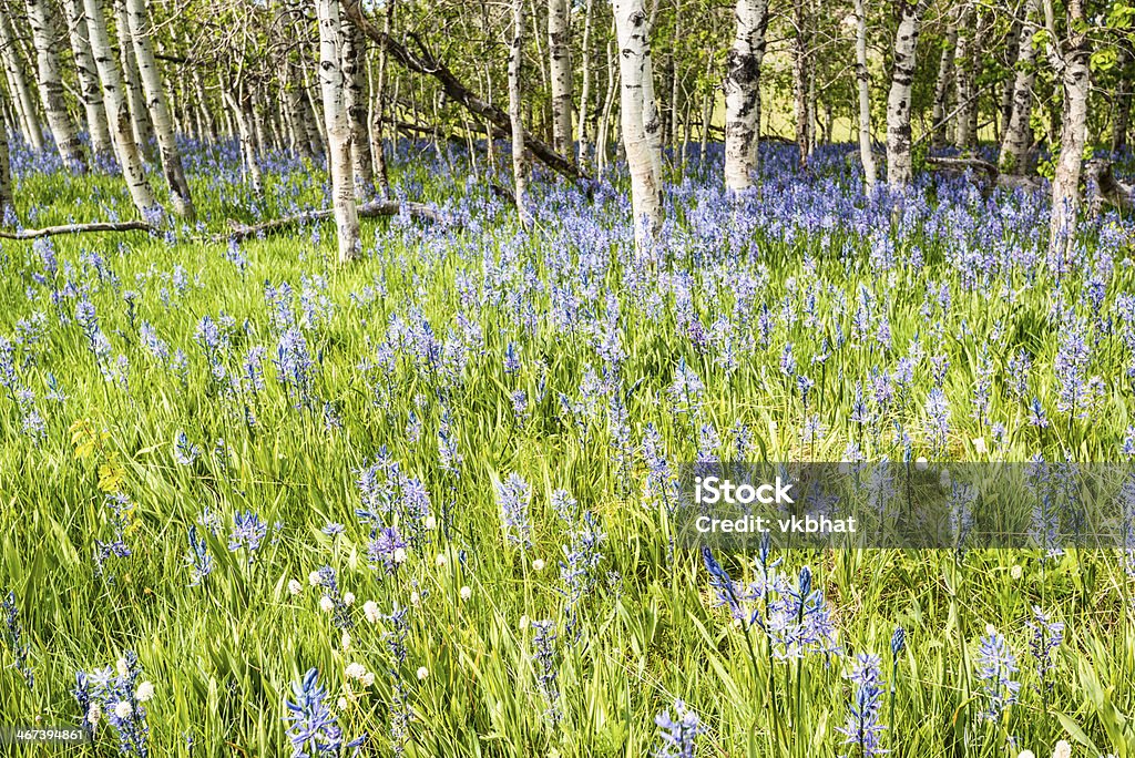 Quamash lírios e aspen grove - Foto de stock de Azul royalty-free