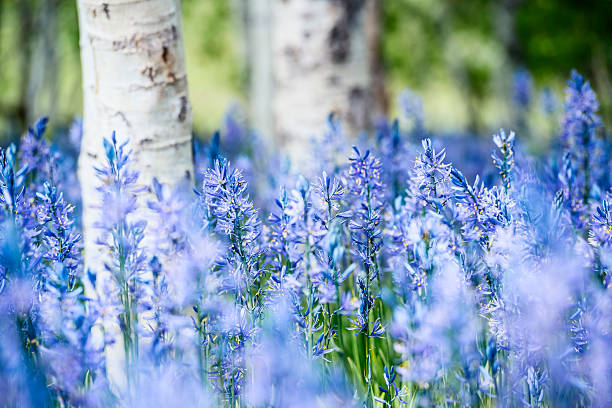 Beautiful camas lilies blooming in aspen grove near Fair Field, Idaho, USA on a fine spring morning