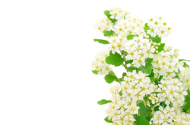 istock Branch of bird-cherry tree (Prunus padus) 467394995