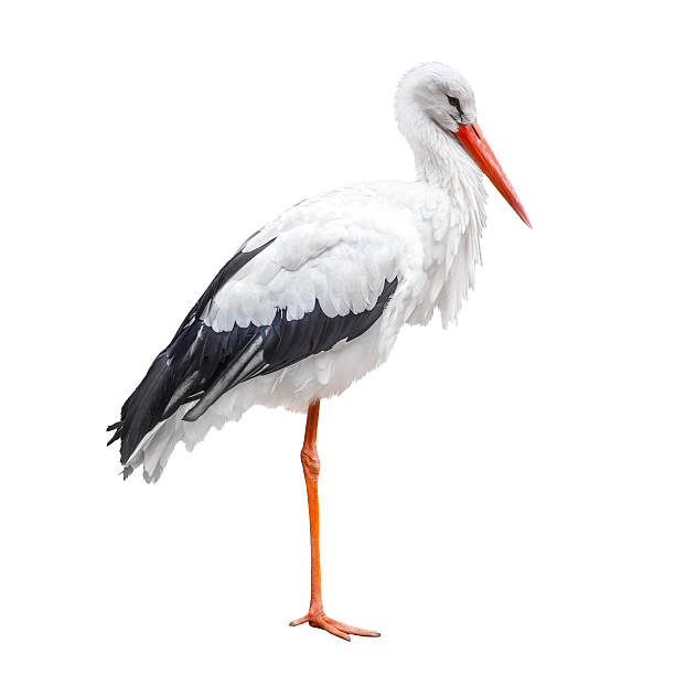 debout stork oiseau isolé sur fond blanc - cigogne photos et images de collection