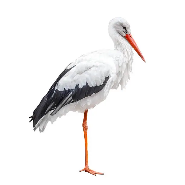 Photo of Standing stork bird isolated on white background
