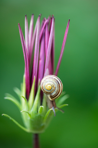 A common garden snail climbing down the flower petals of a un-open African Daisy.  
