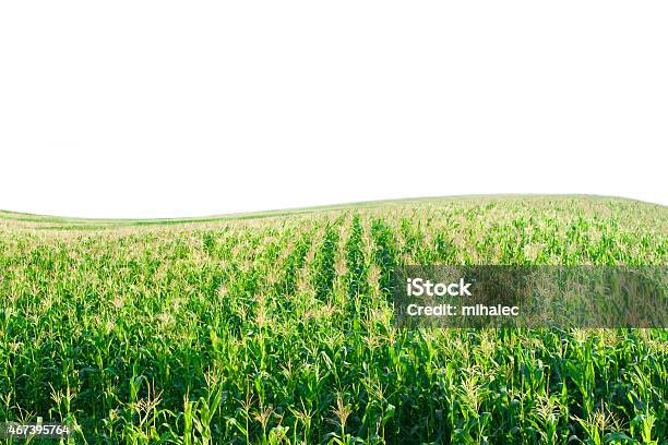 Foto de Campo De Milho Com Hill e mais fotos de stock de 2015 - 2015, Agricultura, Caule