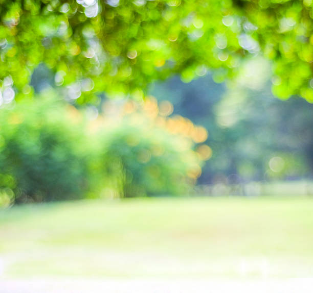 istock Blurred trees with bokeh in park background 467398400