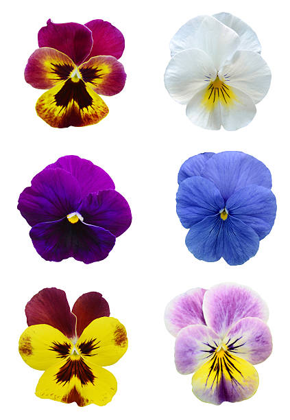 istock Colorful Pansies isolated 467399270