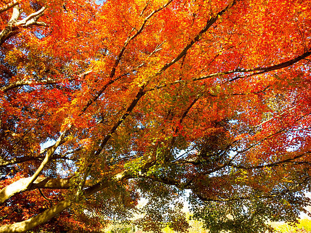 Leaves changing colors in autumn stock photo