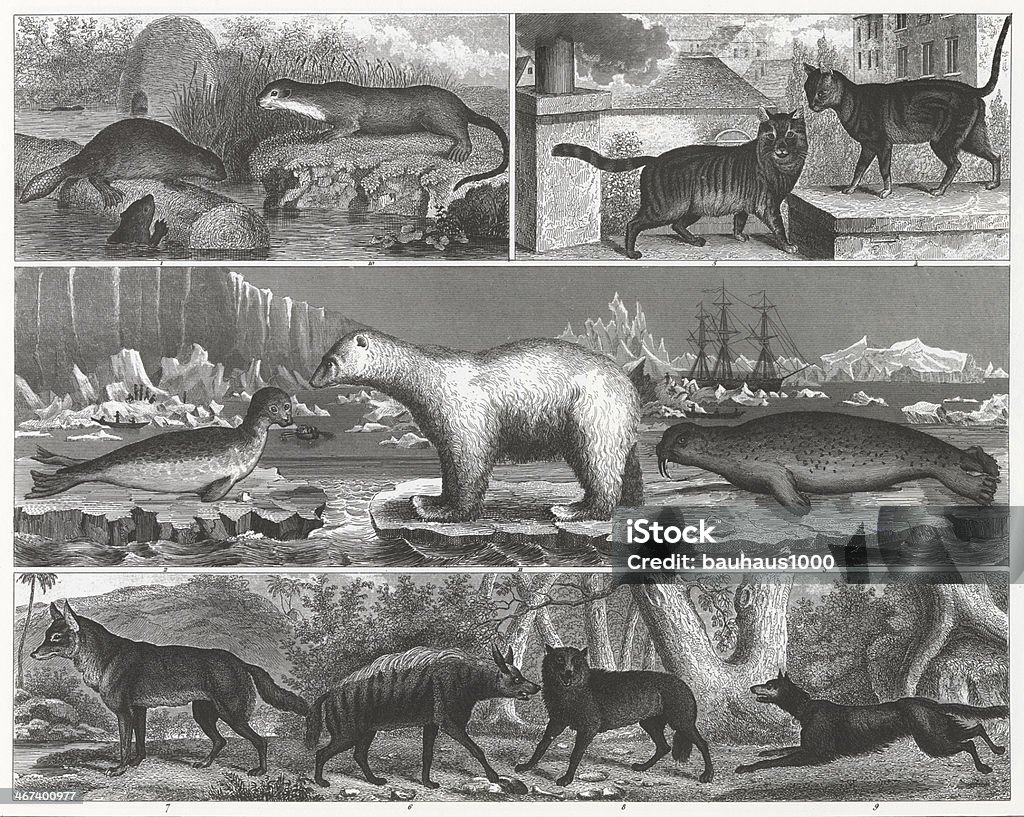 Animal Engraving Engraved illustrations of Members of the Order Rodentia and Carnivora from Iconographic Encyclopedia of Science, Literature and Art, Published in 1851. Copyright has expired on this artwork. Digitally restored. 19th Century stock illustration