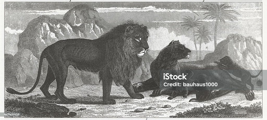 Lion Family Engraving Engraved illustrations of Members of the Order Carnivora: Family Felidae from Iconographic Encyclopedia of Science, Literature and Art, Published in 1851. Copyright has expired on this artwork. Digitally restored. Lion - Feline stock illustration