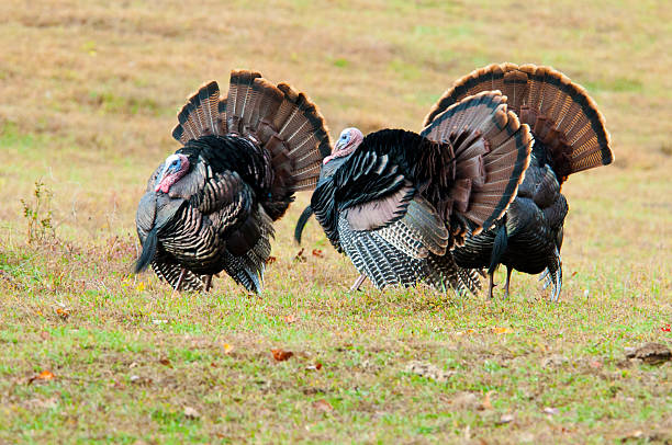 istock Wild turkeys in a field at Cades Cove. 467402300