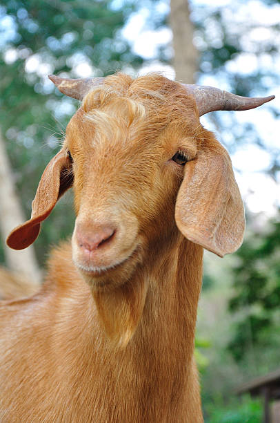 istock Goat in the farm 467402929