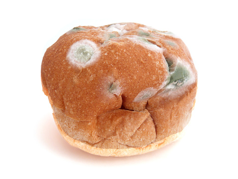Spots of fuzzy green and white bread mold growing on an uncut dinner roll.