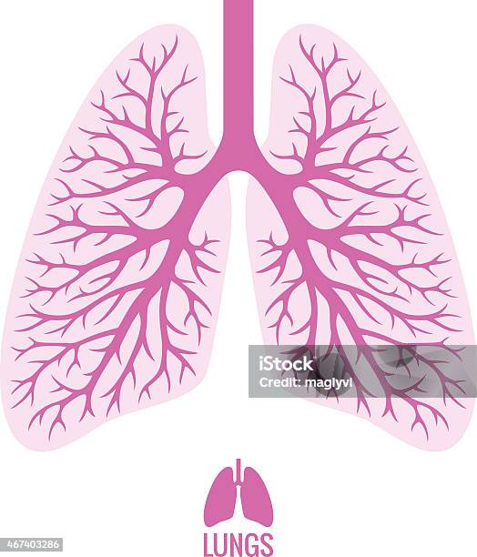 Vetores de Os Pulmões Com Árvore Brônquica e mais imagens de Vector - Vector, Estilo de vida saudável, Rosa - Cor