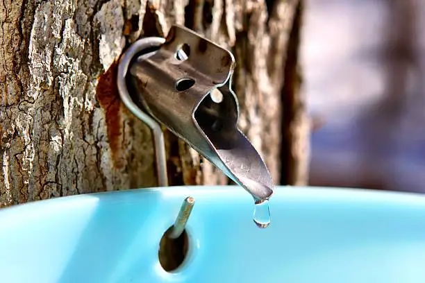 close-up shot of dripping spile in large maple tree 