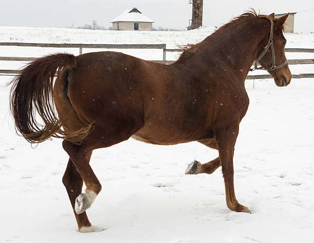istock red horse on background snow 467404799