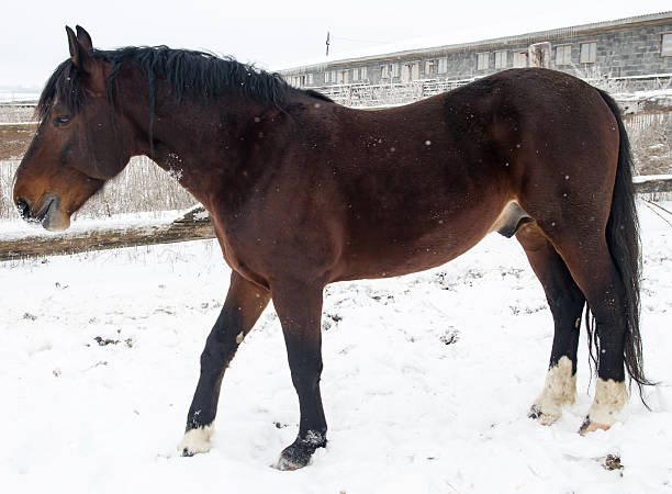istock Dark bay horse on  snow. winter 467405577