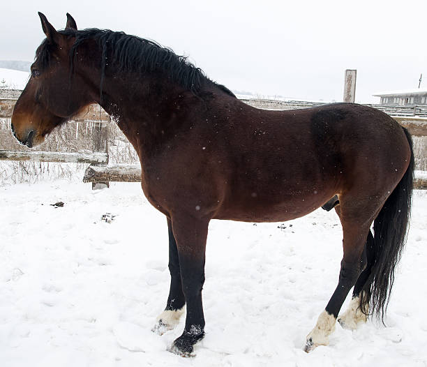istock Dark bay horse on  snow. winter 467407715