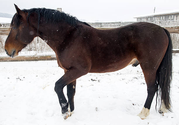 istock Dark bay horse on  snow. winter 467407723