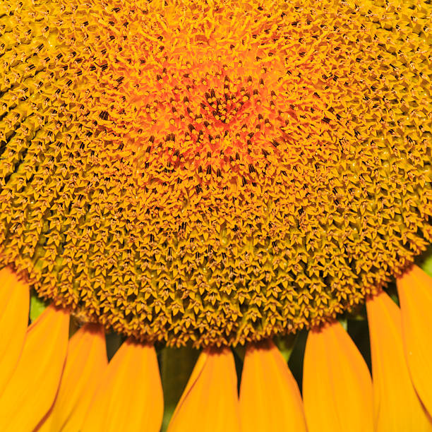 istock close-up of sunflower. 467408791