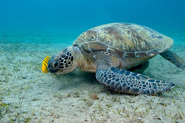 istock single great sea turtle in tropical sea - underwater 467411008