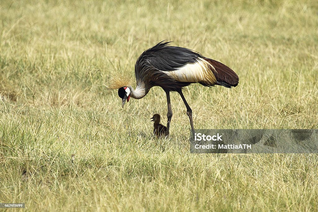 Grey crowned crane mit Kükenmotiv - Lizenzfrei Hühnerküken Stock-Foto