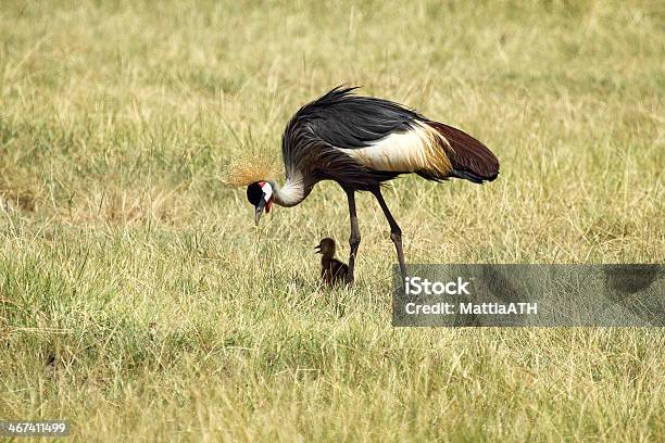 Grey Crowned Crane Mit Kükenmotiv Stockfoto und mehr Bilder von Hühnerküken - Hühnerküken, Südafrika-Kronenkranich, Afrika