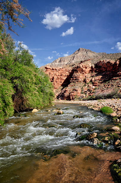 Virgin River Gorge Arizona The Virgin River running through the Gorge in Arizona at Cedar Pocket. It is a beautiful day with bright, blue skies. virgin river stock pictures, royalty-free photos & images