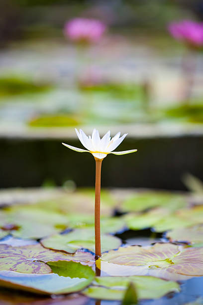 istock Lotus Water Flower background 467414042