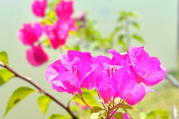 istock pink bougainvillea in garden 467414562